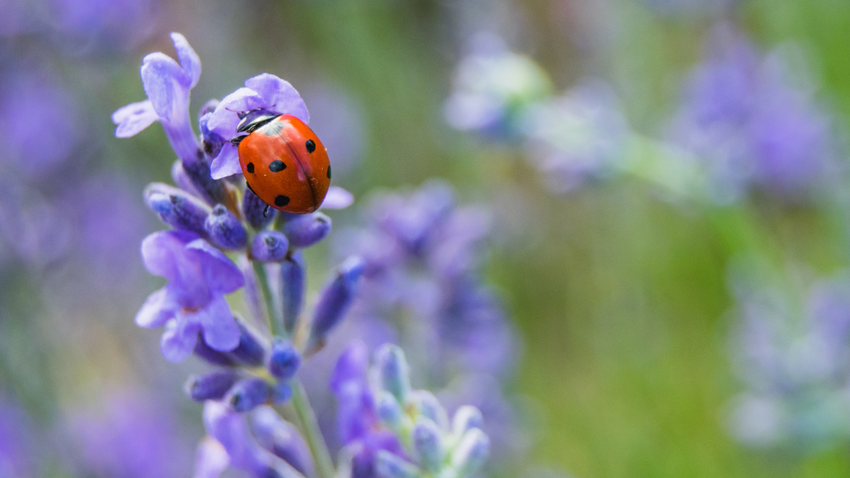 Ladybug on a purple flower with a blurred green background